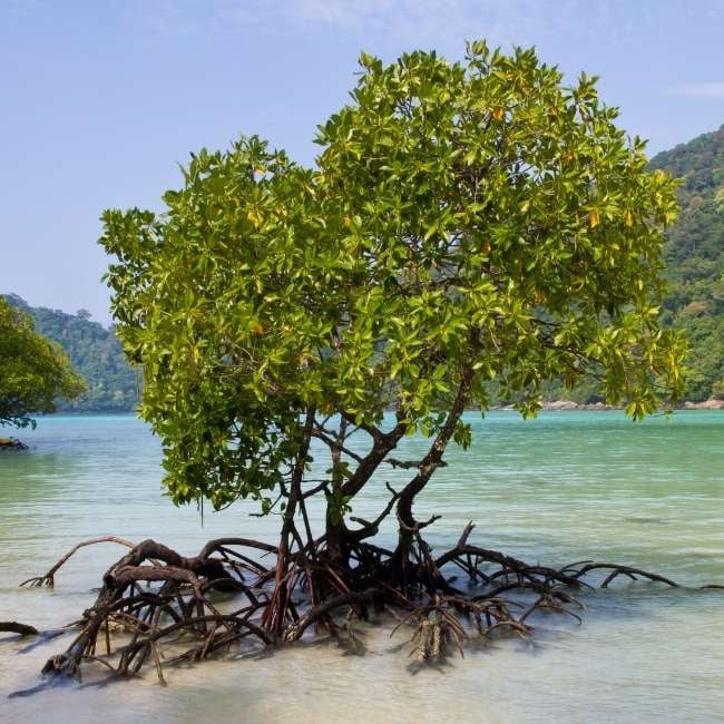 mangrove-img